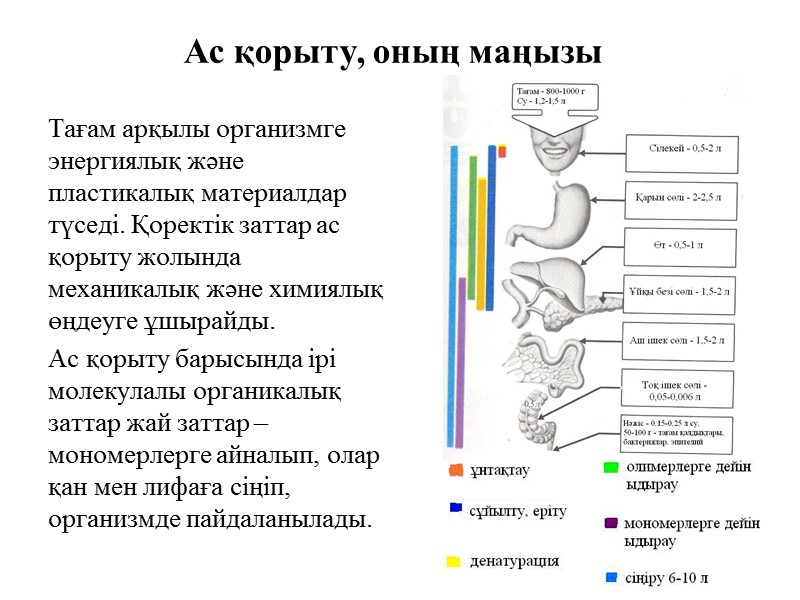 Ас қорыту, оның маңызы Тағам арқылы организмге энергиялық және пластикалық материалдар түседі. Қоректік заттар